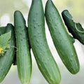 Chinese Fruit Cucumber Seeds - Burpless Hybrid Mini Cucumber (Cucumis sativus) - 15+ Seeds USA