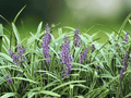 10 Live Bare Roots Variegated Monkey Grass Liriope muscari Variegata Landscape