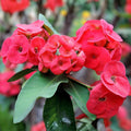 Crown of Thorns Plant Cutting - Envy Variety - Rooted Succulent - Euphorbia milii - Indoor & Outdoor Decorative Greenery