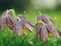 5 Seeds Fritillaria affinis Checker Lily Native Flower Bulb Plant