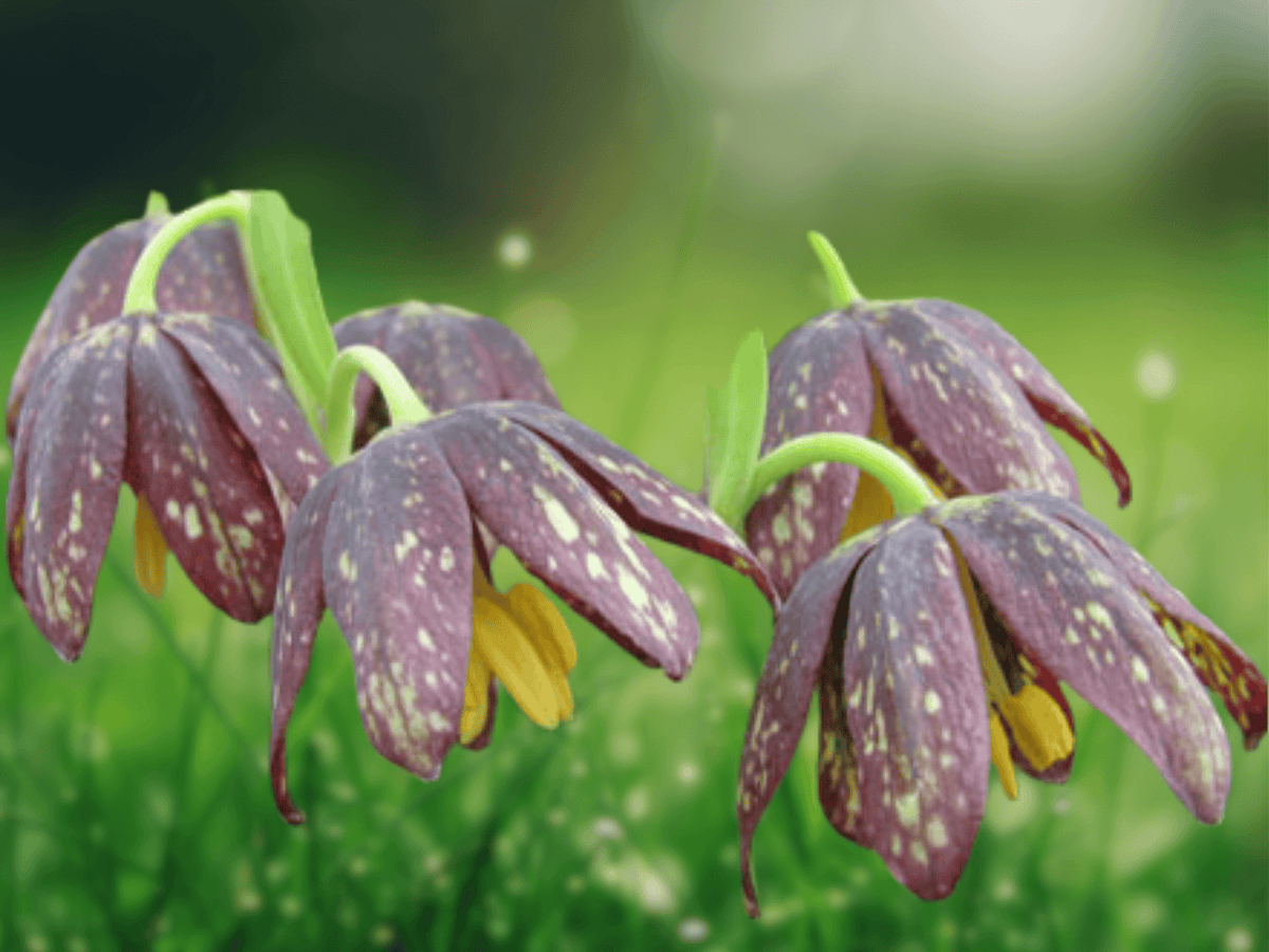 5 Seeds Fritillaria affinis Checker Lily Native Flower Bulb Plant