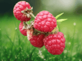 1 Live Plant Heritage Red Raspberry Rubus idaeus Starter Plug