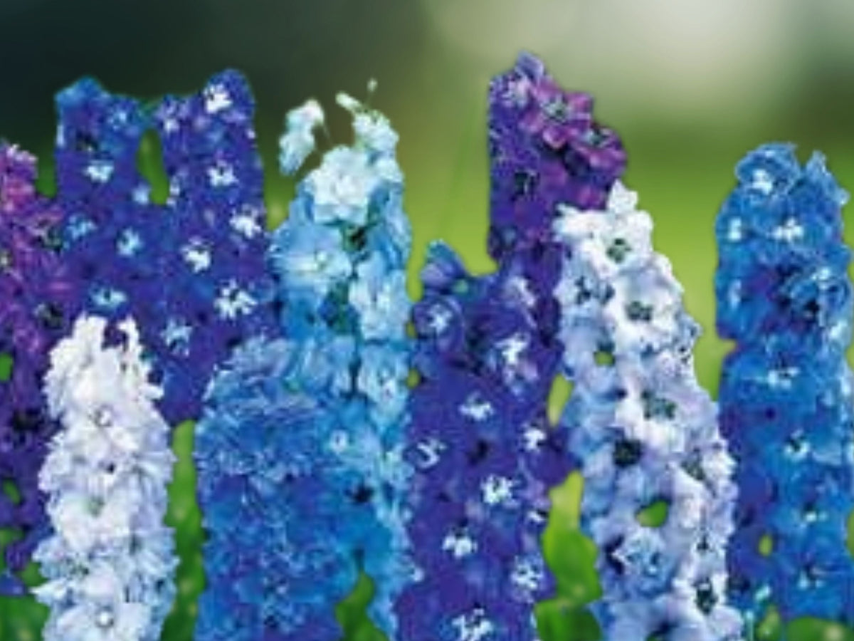 50 Seeds Delphinium Magic Fountain Mix – Dwarf Compact Perennial – Blue Pink White Blooms for Borders Pots & Cottage Gardens