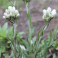 Pussytoes Wildflower Seeds 50 Pack, Antennaria plantaginifolia Perennial Ground Cover, Native Wildflower Seeds