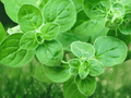 1 Live Plant Organic Oregano Origanum vulgare Culinary Herb for Gardens Containers