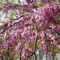 Judas Tree Seeds 20 Pack - Flowering Tree Seeds for Planting - Cercis siliquastrum - Ornamental Deciduous Tree Seeds