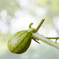 Crimson Sweet Watermelon Seeds | Bulk Pack | Heirloom NON-GMO | Citrullus lanatus