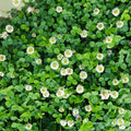White Clover Seeds for Planting - 1,000 Seeds - Easy to Grow Lucky Grass - Trifolium repens Ground Cover Seeds