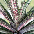 Bromeliad Plant - Vriesea Ocean Mist - Variegated Green Foliage with Red Splotches - Vriesea Ospinae Gruberii - Shade/Partial Sun