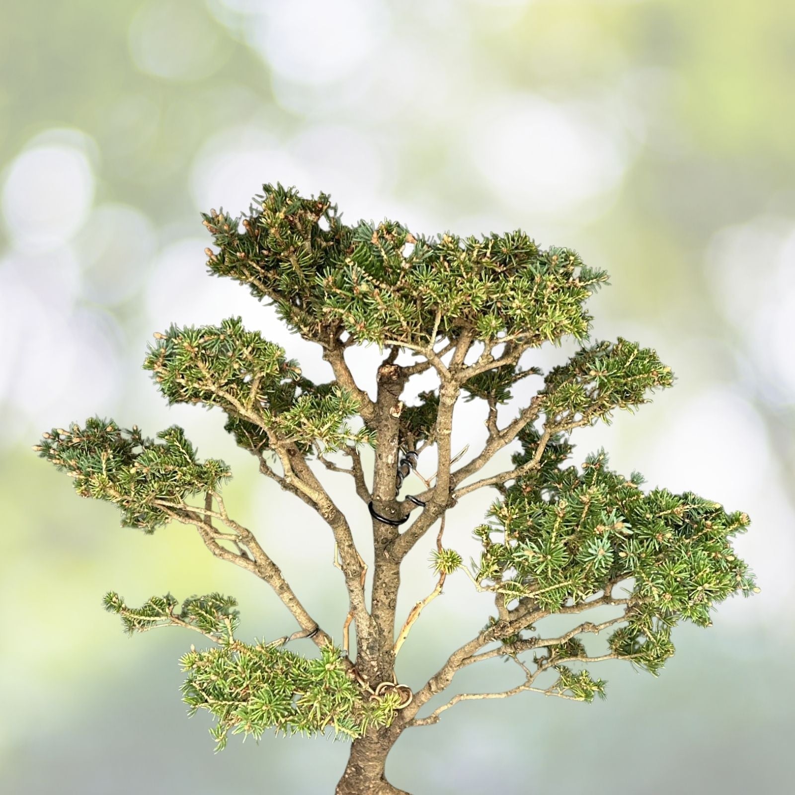 White Spruce Bonsai Seeds - 20+ Seeds - Picea glauca - Prized White Spruce Tree for Bonsai Cultivation