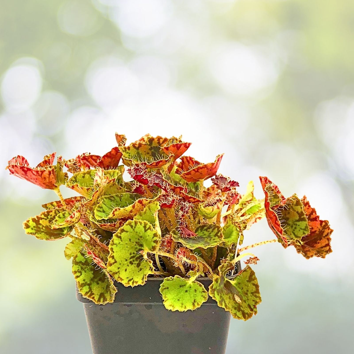 Begonia Plant 2.5" Pot Compact Indoor Variety Kevin Whitecotton (Begonia) - Perfect for Home Décor and Plant Lovers
