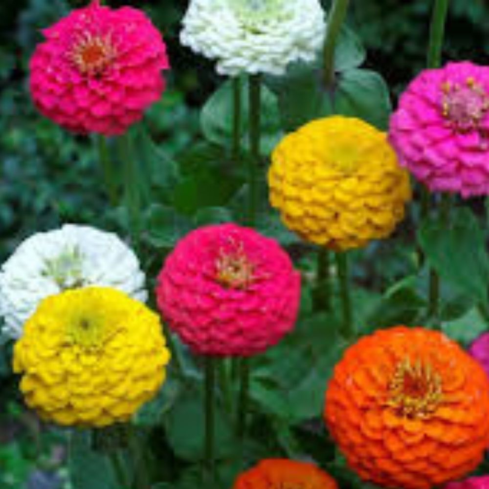 Zinnia Seeds Mix 100 Organic Berry Tart Non-GMO Colorful Garden Flowers USA Grown Zinnia elegans