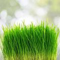 Wheatgrass Grow Kit - Large 10in x 20in Tray with Cover & (3X) Jute - Complete Indoor Gardening Set for Fresh Wheatgrass