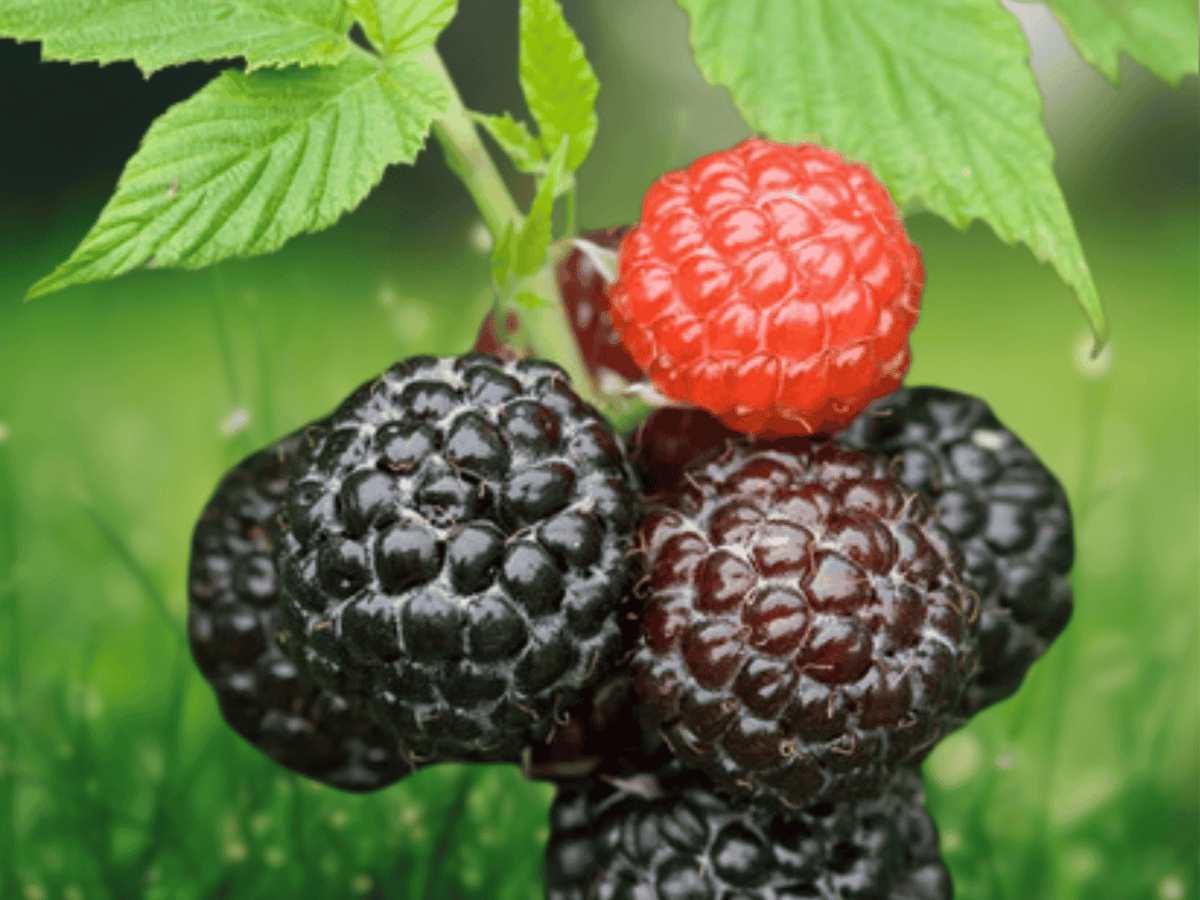 5 Cumberland Black Raspberry Starter Plug Rubus occidentalis