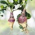 Rutabaga Seeds | NON-GMO Heirloom Laurentian | Brassica napus | Vegetable Garden Seeds