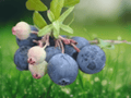 5 Live Plant Darrowii Blueberry Vaccinium darrowii Starter Plug