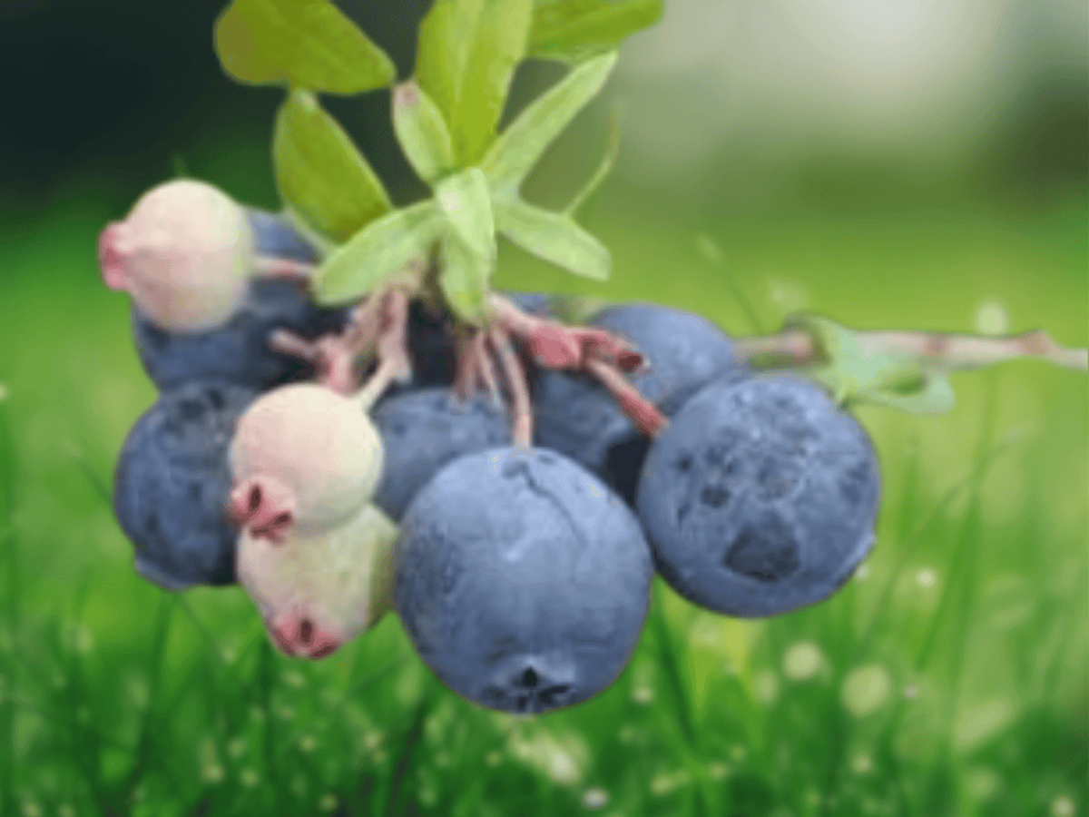 5 Live Plant Darrowii Blueberry Vaccinium darrowii Starter Plug