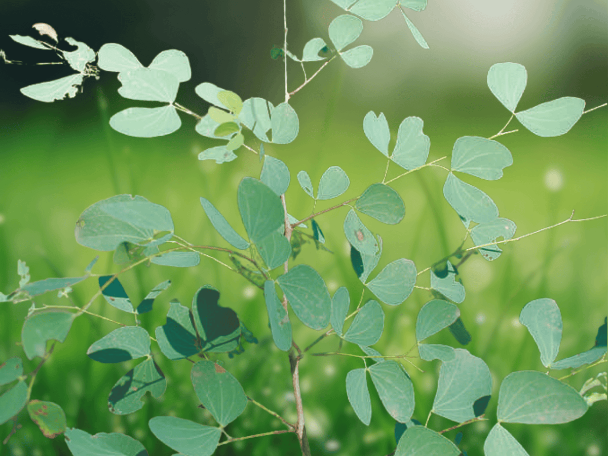 5 Seeds Hardwickia binata (Ironwood Tree) – Tropical Hardwood Tree