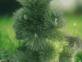 5 Seeds Pinus thunbergii Japanese Black Pine Evergreen Bonsai Tree