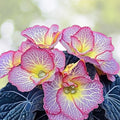 Vintage Grace Begonia Seeds 45 or 125 Count Non-GMO Flower Seeds Beautiful Blooms Ideal for Gardens Begonia spp.