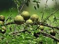 5 Seeds Bengal Quince Aegle marmelos Tropical Fruit Tree