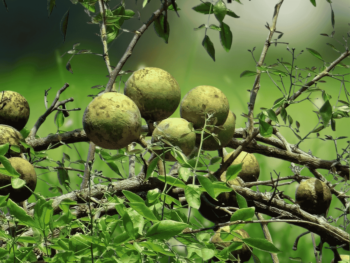 5 Seeds Bengal Quince Aegle marmelos Tropical Fruit Tree