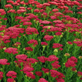 Yarrow Starter Plant 6" Vintage Red Perennial Edible Achillea Millefolium Zones 3-8