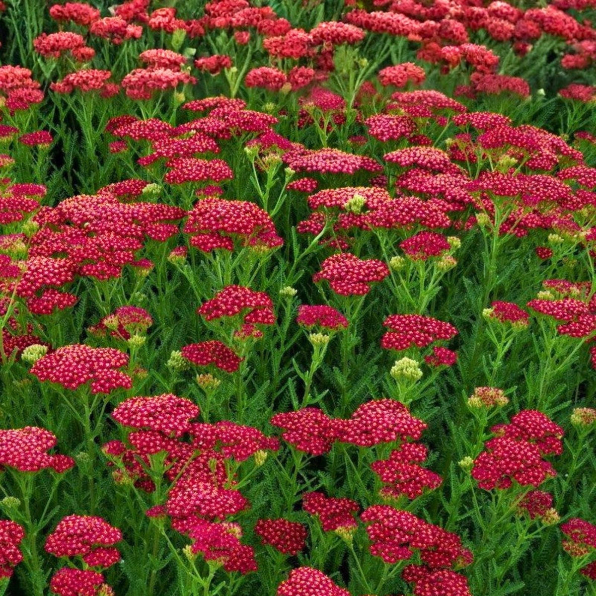 Yarrow Starter Plant 6" Vintage Red Perennial Edible Achillea Millefolium Zones 3-8
