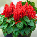 Red Salvia Live Plant - 1 Pot with 2 Plants - Vibrant Red Flowers - Salvia splendens - Easy to Grow Outdoor Perennial