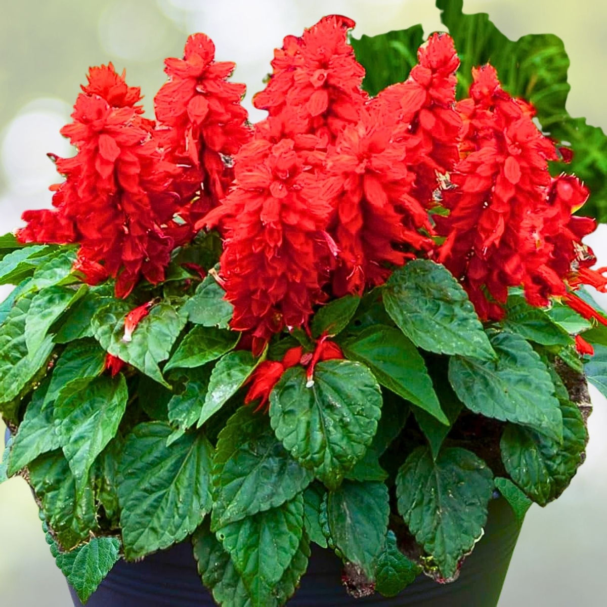 Red Salvia Live Plant - 1 Pot with 2 Plants - Vibrant Red Flowers - Salvia splendens - Easy to Grow Outdoor Perennial
