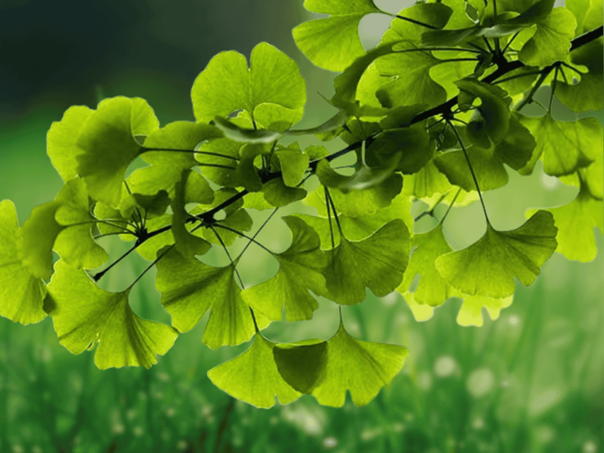 1 Live Plant Split Leaf Ginkgo Biloba Maidenhair Tree 2-3 Year Old 10 Inch Tall