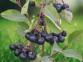 3 Black Chokeberry Aronia melanocarpa 12in Bare Root Live Plants