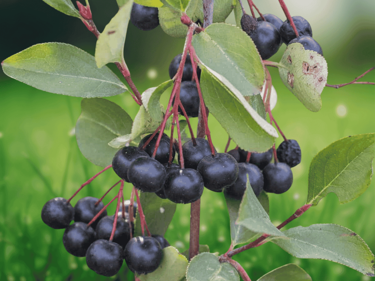 3 Black Chokeberry Aronia melanocarpa 12in Bare Root Live Plants