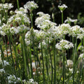 Garlic Chives Seeds 2oz - Allium Tuberosum for Microgreens and Sprouting - Culinary Herb, Organic Seed Pack