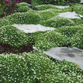 Irish Moss Seeds - 250+ Ground Cover Plant for Landscaping - Attractive Flowers - Chondrus crispus
