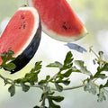 Sugar Baby Watermelon Seeds - 25+ Pack - Sweet Garden Variety - Citrullus lanatus