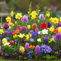 Spring Flower Garden Kit – 50 Fall Bulbs for Planting – Colorful Varieties for Seasonal Blooms