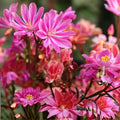 Plum Lewisia Seeds 35 or 100 Non-GMO Flower Seeds for Garden Lewisia cotyledon