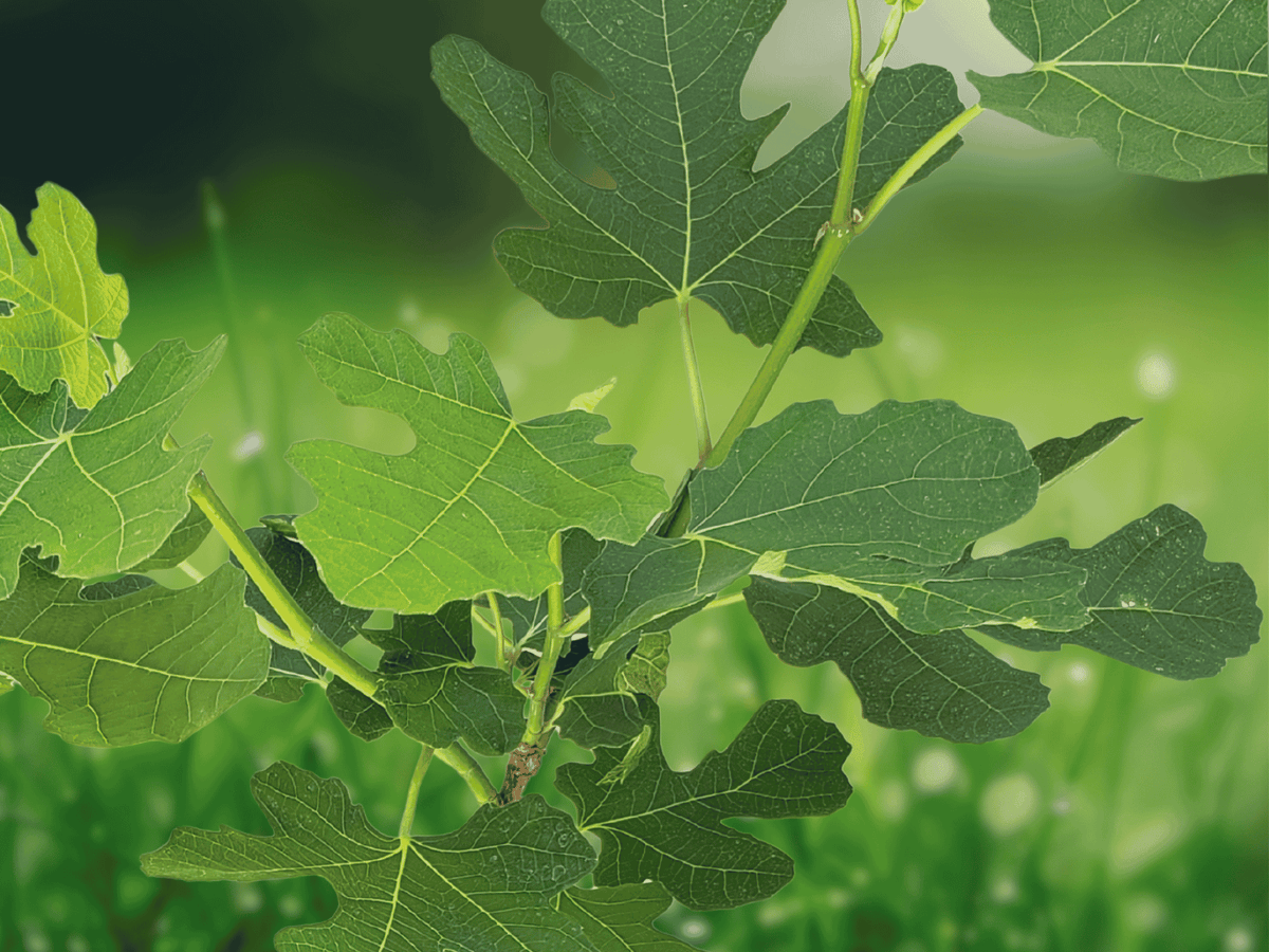 1 Live Plant Chicago Hardy Fig Ficus carica Cold Hardy Self Fertile Fruit Tree