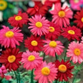 Mango Dream Mum Seeds 200+ Chrysanthemum Flower Seeds Annual Vibrant Color Garden Flowers Chrysanthemum spp.