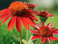 5 Seeds Orange Coneflower Echinacea Sombrero Series Perennial Flower