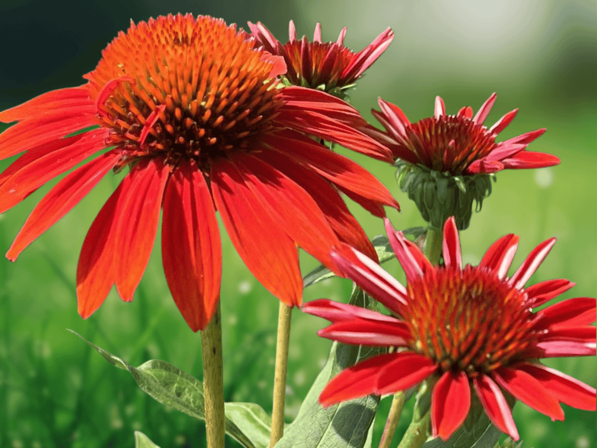 5 Seeds Orange Coneflower Echinacea Sombrero Series Perennial Flower