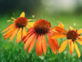 50 Seeds Echinacea Purpurea Orange Coneflower Perennial Flower Drought Tolerant Pollinator Blooms
