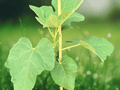 1 Live Plant Black Mission Fig Ficus carica Fruit Tree