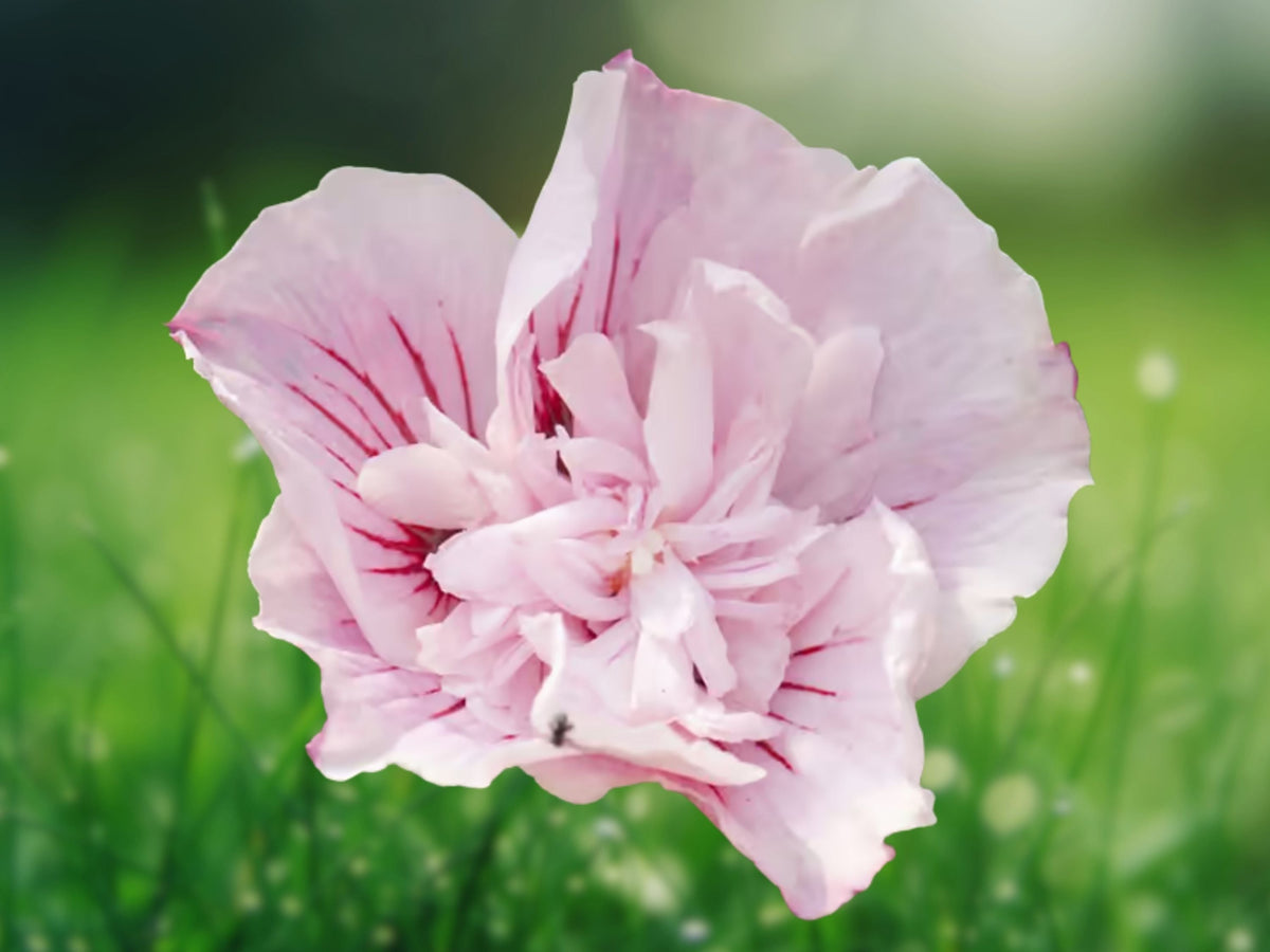 20 Seeds Double Light Pink Hibiscus Tropical Perennial Ruffled Large Blooms Attract Butterflies Easy Grow Patio