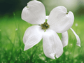 5 Seeds White Flowering Dogwood Tree Cornus florida Hardy Ornamental Shade Tree