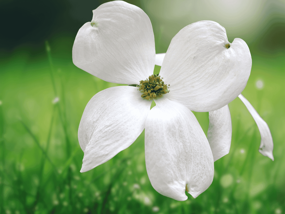 5 Seeds White Flowering Dogwood Tree Cornus florida Hardy Ornamental Shade Tree