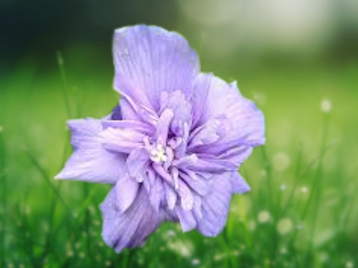20 Seeds Double Light Purple Ruffled Hibiscus Hardy Tropical Perennial Fragrant Blooms Garden Patio