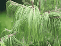 30 Seeds Mexican Yellow Weeping Pine Pinus patula Ornamental Evergreen Tree