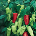 Sweet Pepperoncini Seeds 30+ Heirloom Organic Capsicum Annuum Non-GMO Garden Planting Full Sun